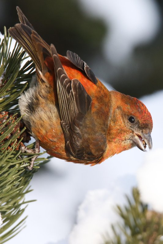 Red Crossbill (male)