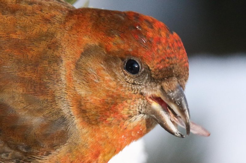 Red Crossbill (male)