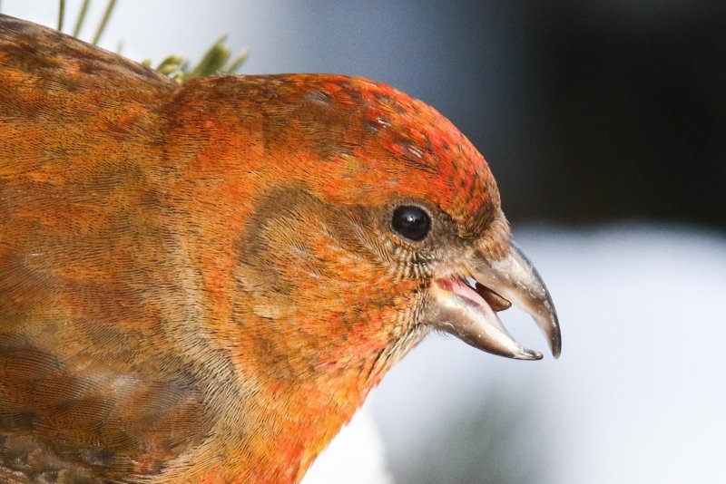 Red Crossbill (male)
