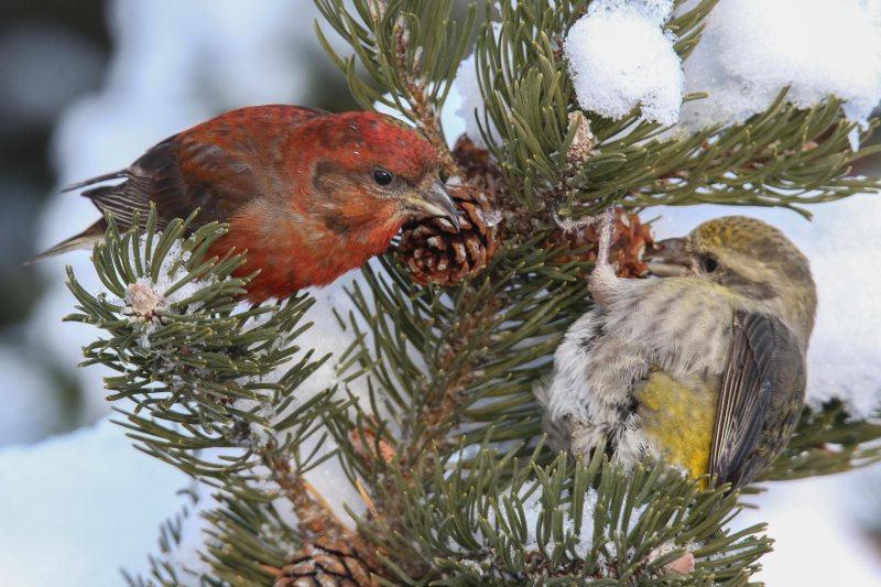 Red Crossbill (male and female)