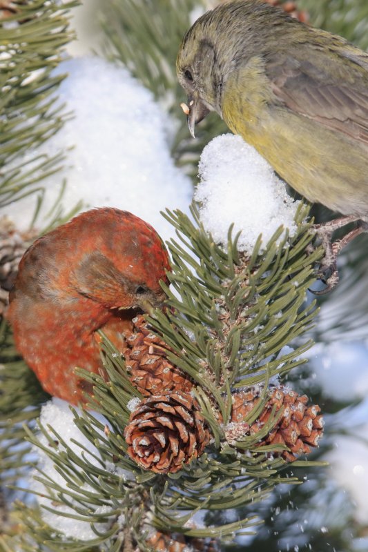 Red Crossbill (male and female)