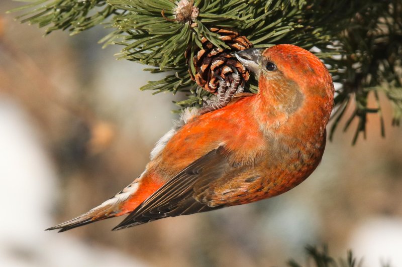 Red Crossbill (male)