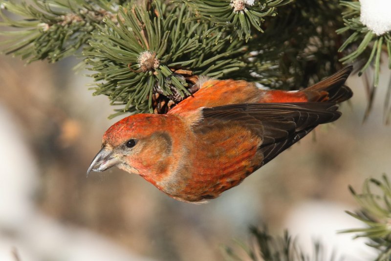 Red Crossbill (male)
