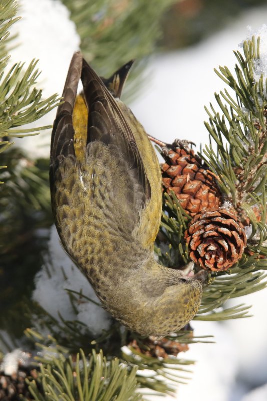 Red Crossbills