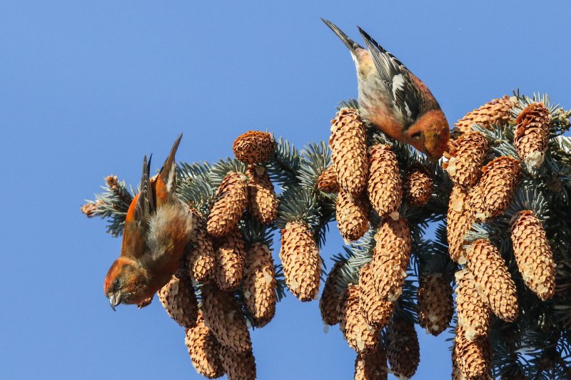 Red and White-winged Crossbills (both males)