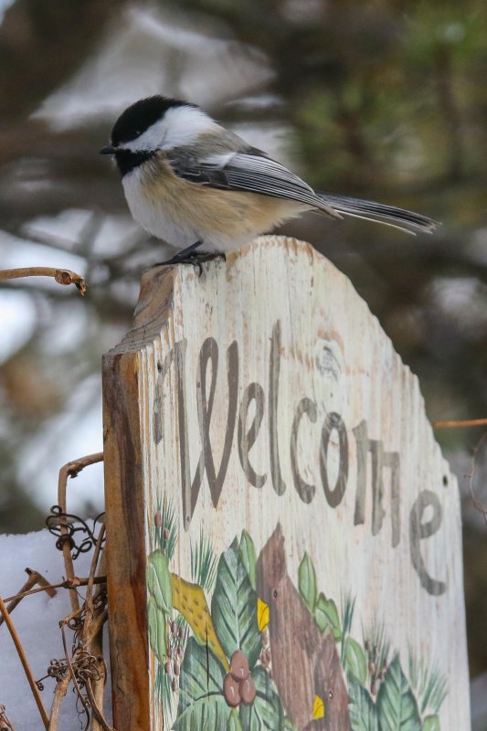 FOLDER: Black-capped Chickadees