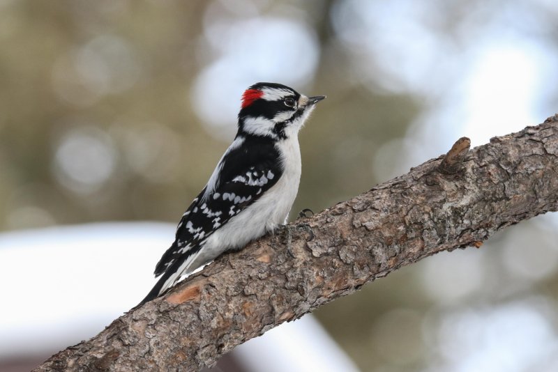 Downy Woodpecker