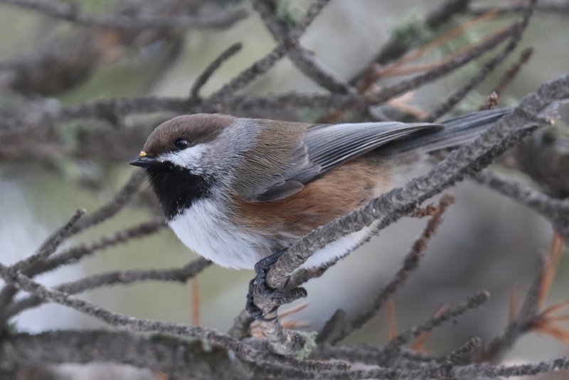 FOLDER: Boreal Chickadees