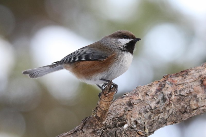 Boreal Chickadee