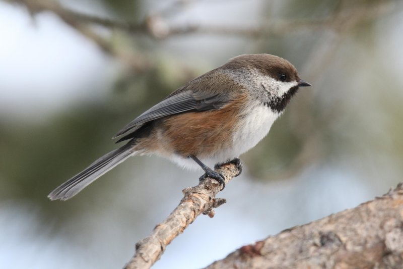 Boreal Chickadee