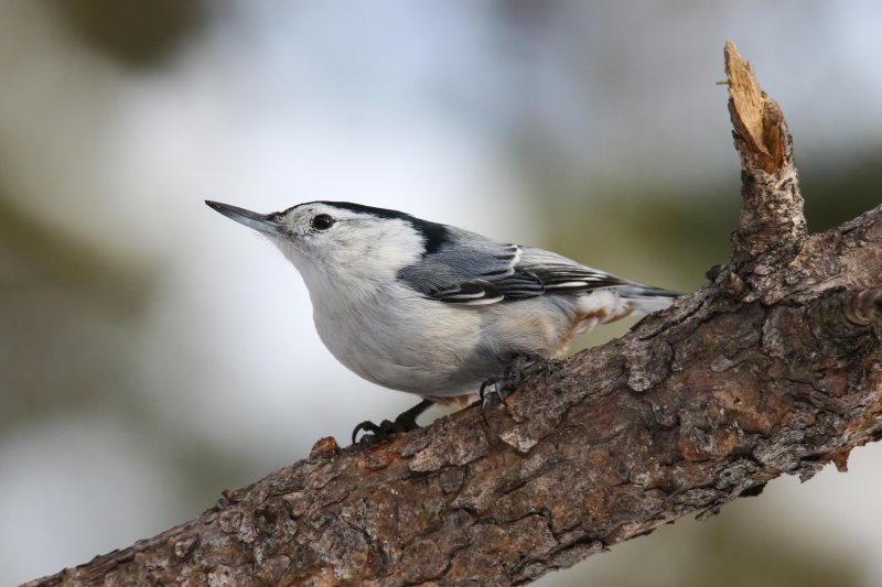 White-Breasted Nuthatches