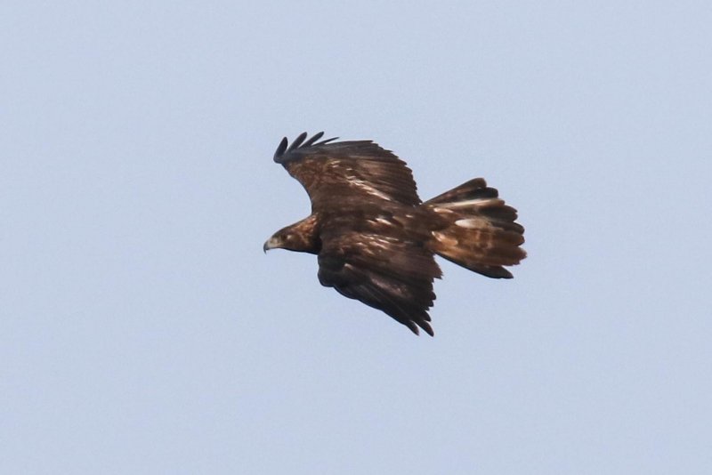 Golden Eagle