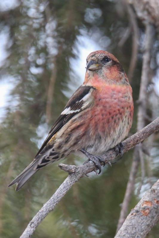 White-wing Crossbill