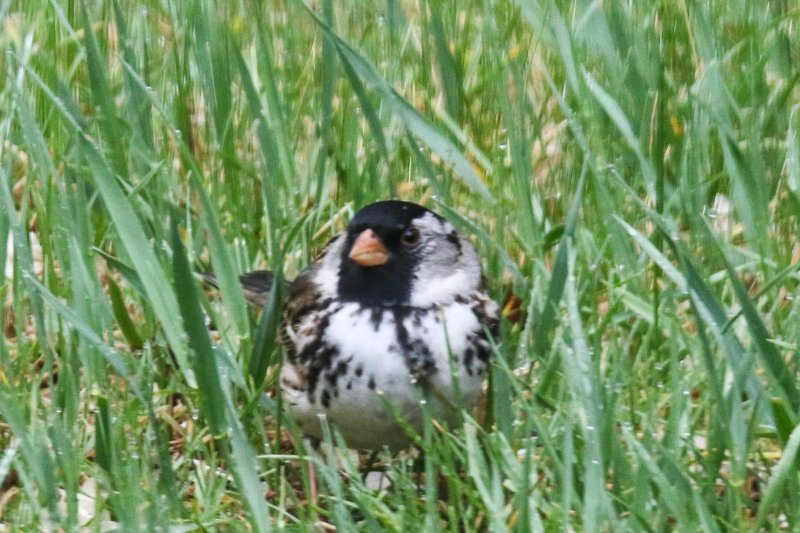 Harris's Sparrow Species #46