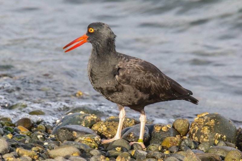 Black Oyster Catcher Sooke Whiffen Spit 10.01.2016.jpg