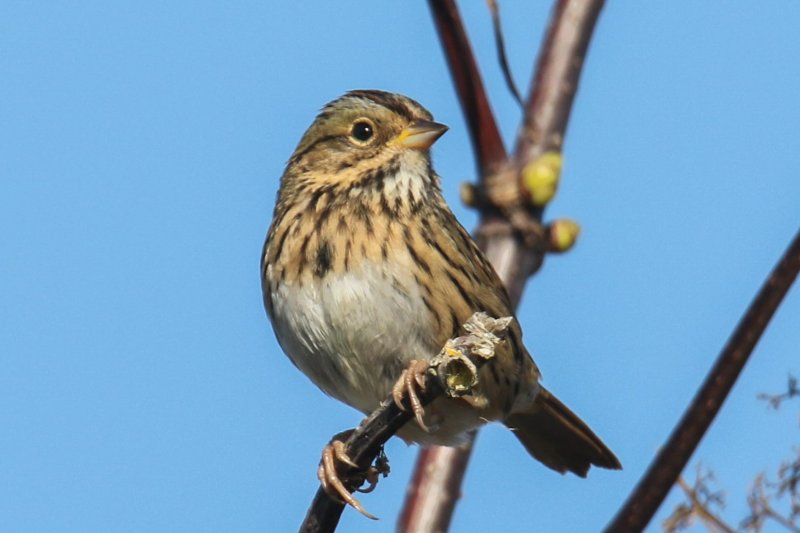 Lincoln's Sparrow Sooke Whiffen Spit 10.01.2016.jpg