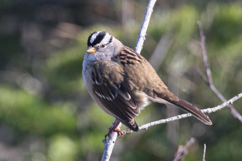 White-crowned Sparrow Sooke Whiffen Spit 10.01.2016.jpg