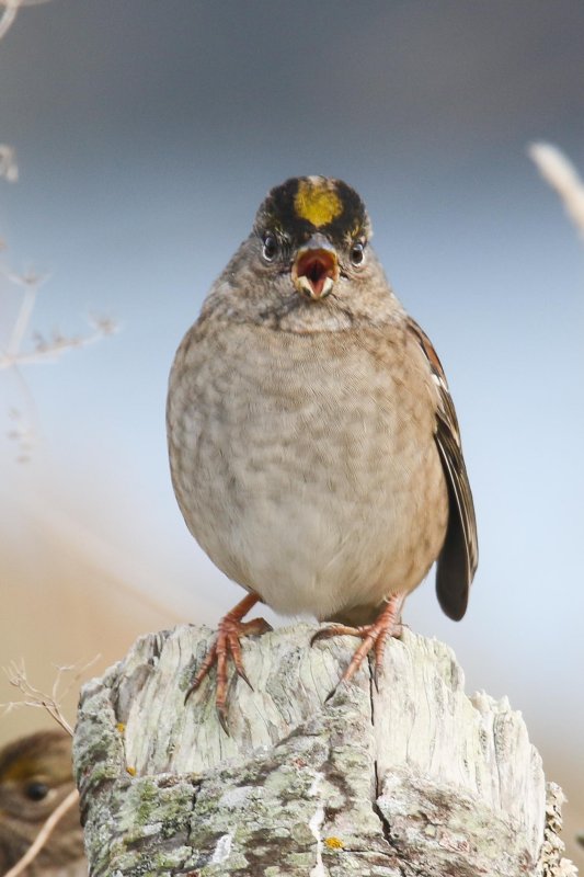 Golden-crowned Sparrow Sooke Whiffen Spit 10.01.2016.jpg