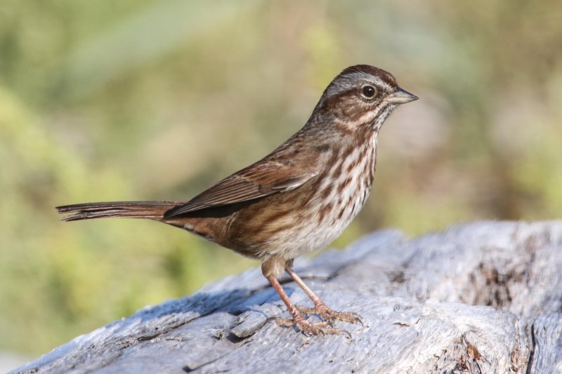 Pacific Northwest Song Sparrow Sooke Whiffen Spit 9.29.2016.jpg