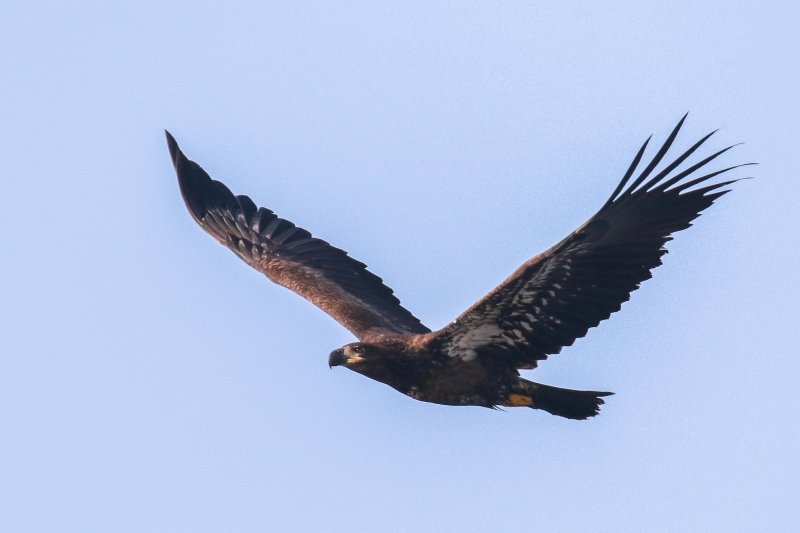 Juvenile Bald Eagle Sooke Whiffen Spit 9.29.2016.jpg