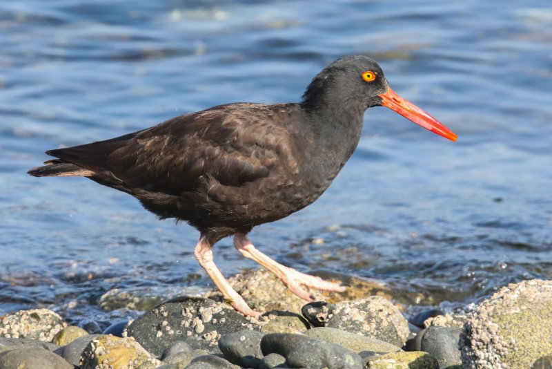 Black Oyster Catcher Sooke Whiffen Spit 9.29.2016.jpg