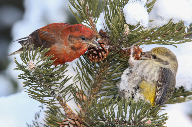 Crossbill Red m&f HD.jpg