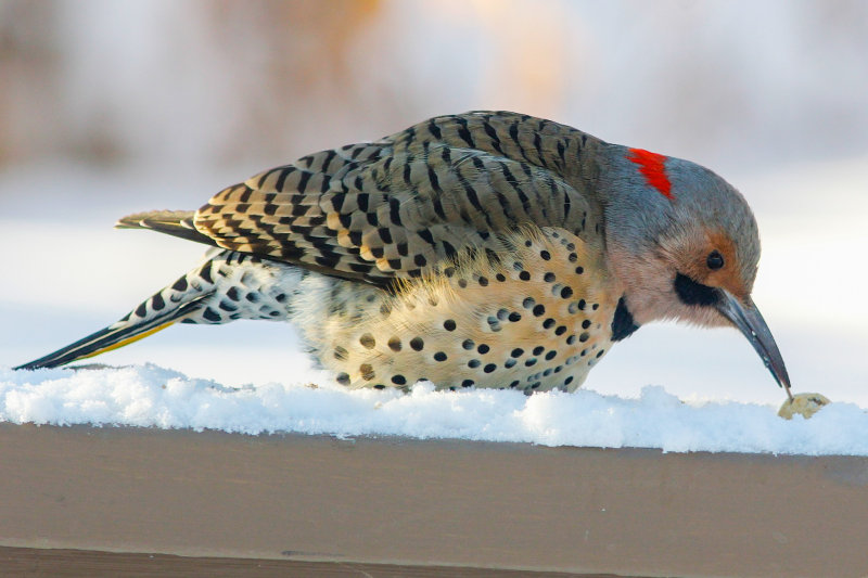 N Flicker HD-8.jpg
