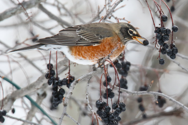 Robin in Winter HD-5.jpg