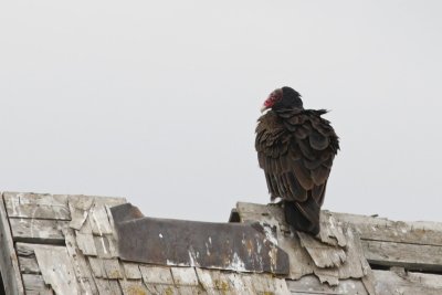 Brooks_Annual_Bird_Count_2014