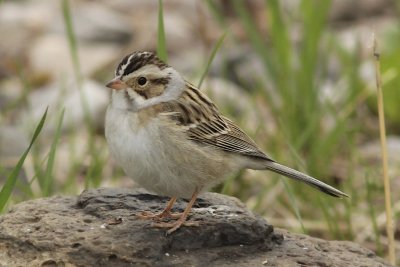 Clay-coloured Sparrows