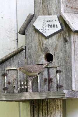 Wrens