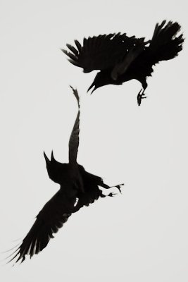 Ravens