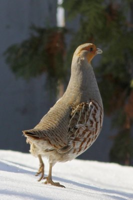 Game Birds