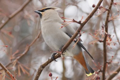 Bohemian Waxwings