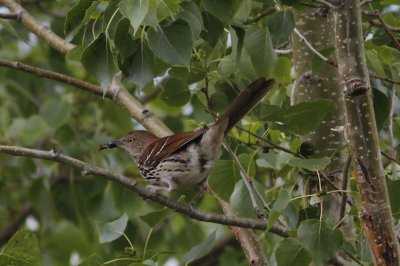 Thrushes and bluebirds
