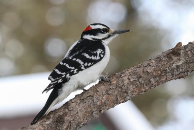 FOLDER: Hairy Woodpecker