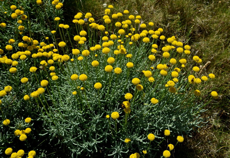 Santolina insularis-Crespolina maggiore 1.JPG