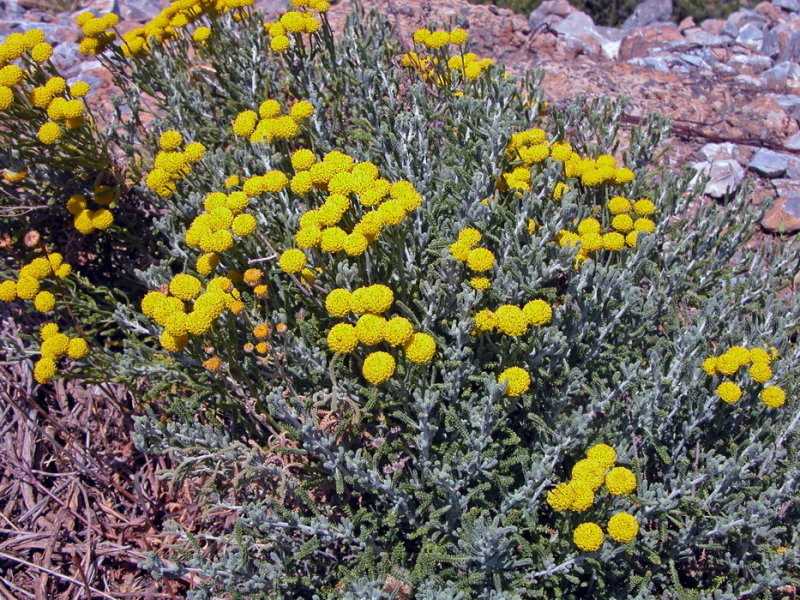 Santolina insularis-Crespolina maggiore 