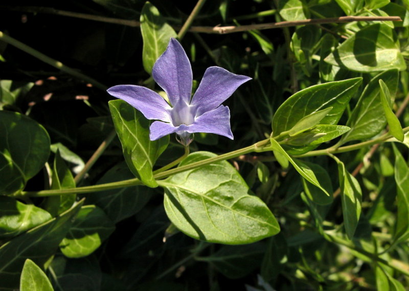 Vinca difformis sub sardoa - Pervinca sarda