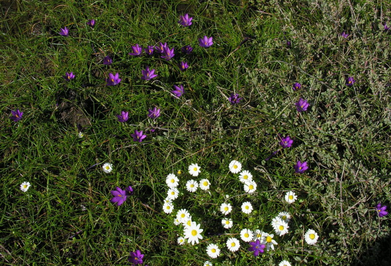 Zafferanetto di Requien - Romulea requienii 