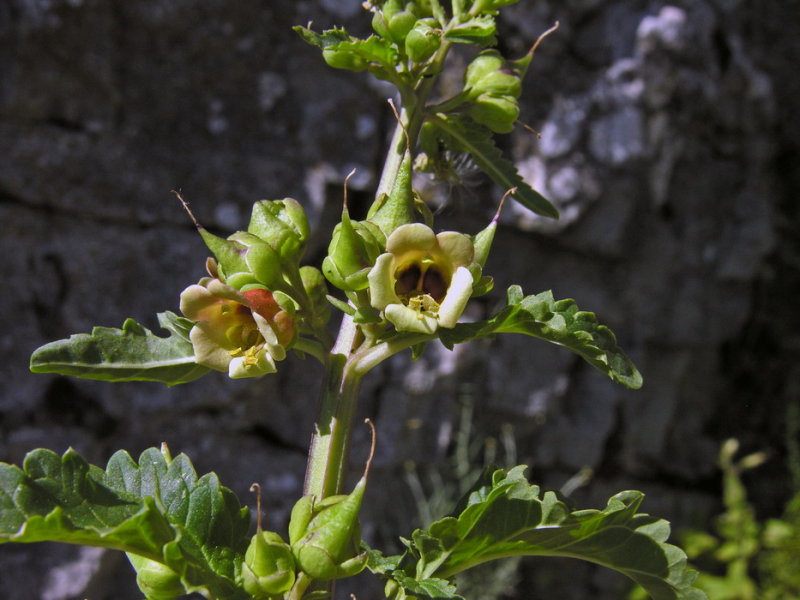 Scrofularia di Sardegna - Scofuliaria trifoliata  