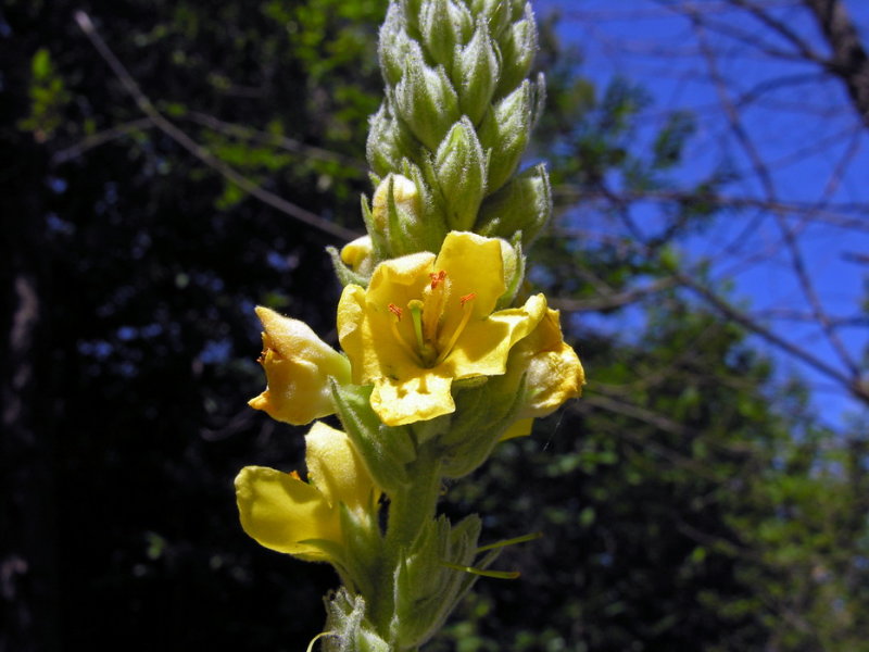 Verbasco di Sardegna - Verbascum conocarpum  