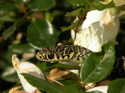 Biacco - Coluber viridiflavus
