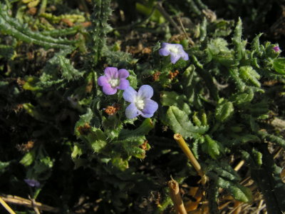 Flora endemica della Sardegna