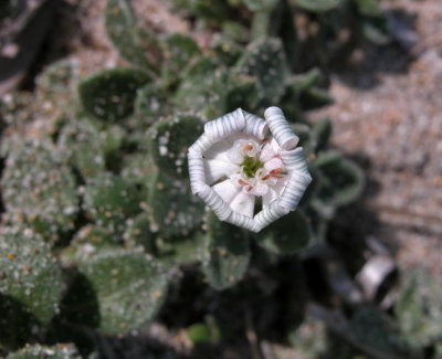 Silene corsica 