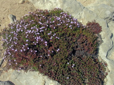 limonium turritanum 