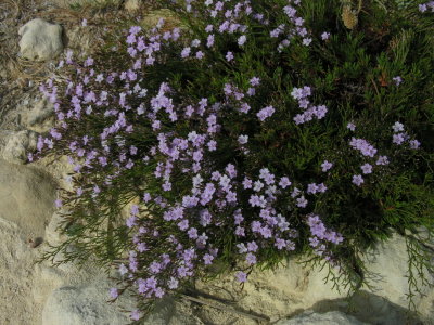 limonium turritanum