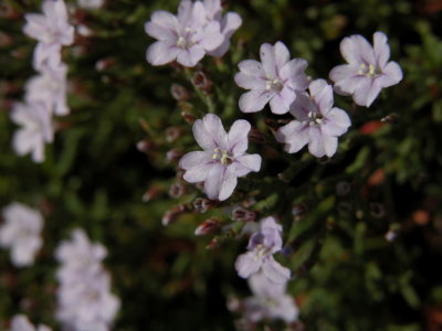 limonium turritanum