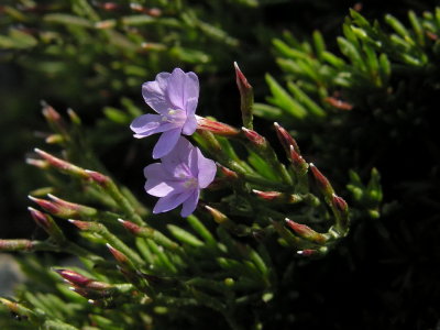limonium turritanum 