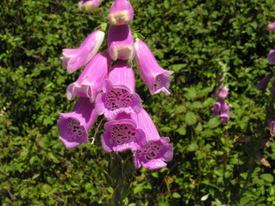 Digitalis purpurea  - Digitale - Tzacca tzacca 